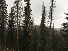 some very tall trees in the middle of a forest