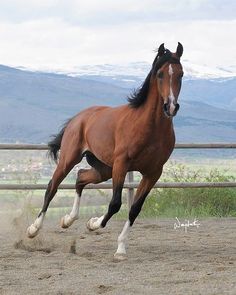 a brown horse galloping in an enclosed area with mountains in the backgroud