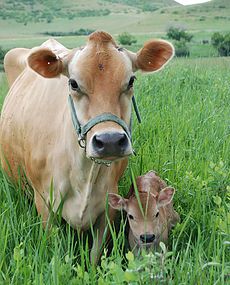 a cow and her calf are in the tall grass