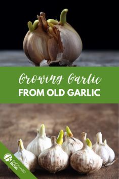 garlic growing guide from old garlic