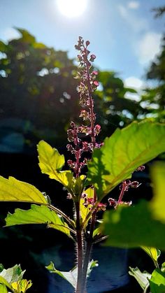 the sun shines brightly through the leaves of a plant in front of some trees