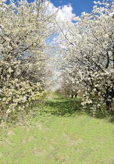 an apple orchard in bloom with white blossoms on the trees and green grass under a blue sky