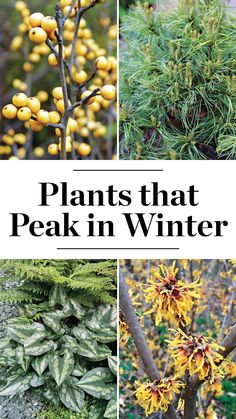 plants that peak in winter with text overlay