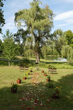 several wooden benches sitting in the grass near a tree and pond with flowers on it