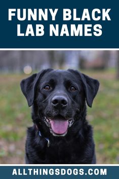 a black dog with the words funny black lab names