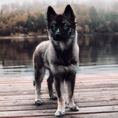 a black and white dog standing on top of a wooden dock