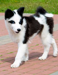 a black and white dog standing on top of a brick walkway