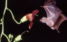 a bat flying over a flower with it's wings open