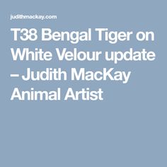 the text reads, t38 bengal tiger on white velour update - judah mack animal artist