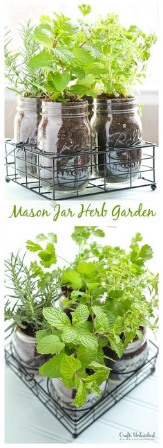 mason jar herb garden is an easy and cheap way to grow herbs in jars that you can easily use