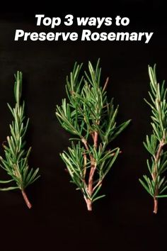 three rosemary plants with the title top 3 ways to preserve rosemary