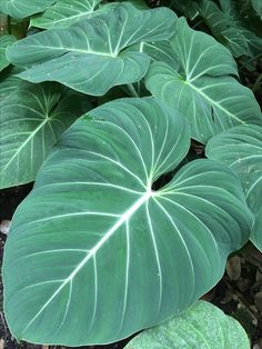 large green leaves are growing in the ground