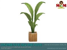 a potted plant with green leaves in it and the words, homestead heath