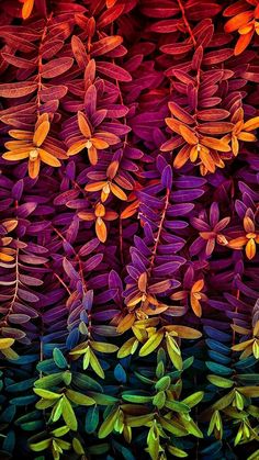 an image of colorful plants that are on display