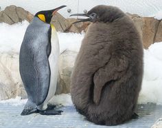 two penguins standing next to each other in the snow