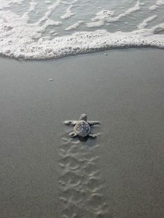 a small turtle is walking along the beach