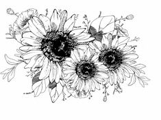 black and white drawing of three sunflowers