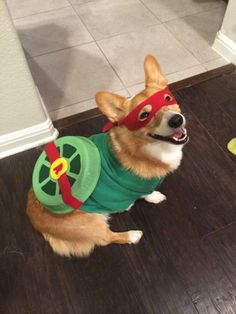 a corgi dog wearing a green costume