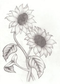 a drawing of two sunflowers with leaves