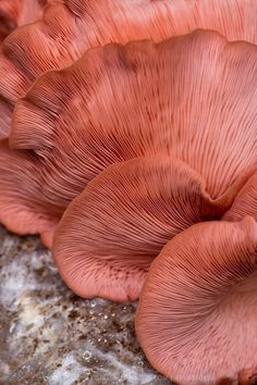 a close up view of some very pretty pink mushrooms