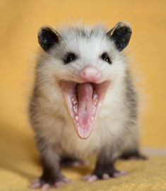 a small animal with its mouth open and it's teeth wide open while yawning