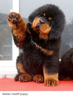 a black and brown dog sitting on top of a red rug next to a window