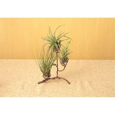 two air plants are sitting on a table