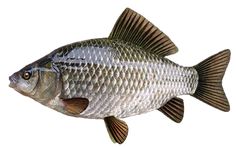 a fish that is standing up against a white background