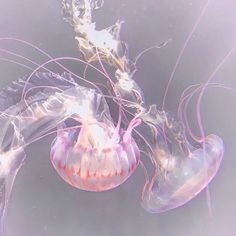 two jellyfish are swimming in the water