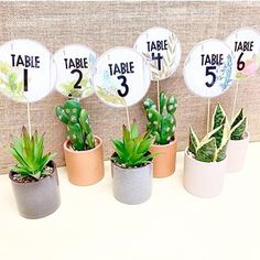 there are many succulents in the pots on this table number sign display