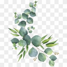 green leaves on a white background, watercolor painting, leaf png and psd