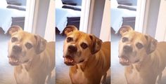 three different pictures of a dog standing in front of a door with his mouth open