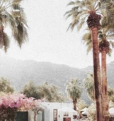 palm trees are in the foreground with mountains in the background