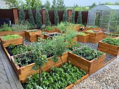 a garden filled with lots of different types of plants