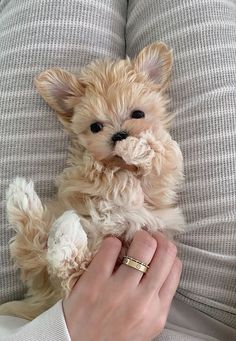 a person holding a small dog on their lap