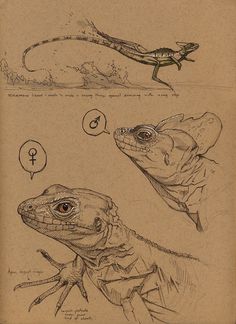 two drawings of lizards and an iguado