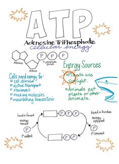 a diagram with the words atp, energy sources and other things to draw on it