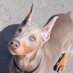 a small brown dog standing on top of a sidewalk