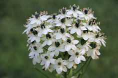 a bunch of white flowers sitting on top of a green field