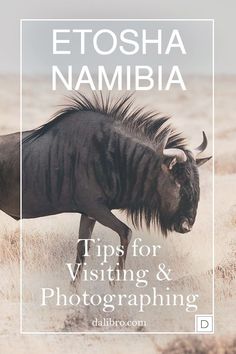 a wildebeest walking through the desert with text overlay that reads, etosha namibia tips for visiting & photographing