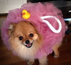 a small dog wearing a pink tutu with a rubber duck on it's head