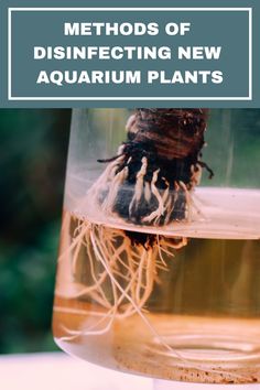 a close up of a glass with water in it and the words, method of disinfecting new aquarium plants