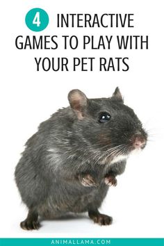 a rat with the words interactive games to play with your pets