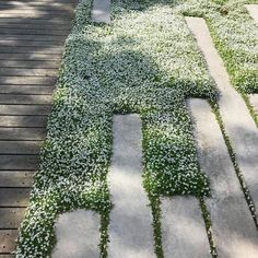 the walkway is covered with green grass and white flowers