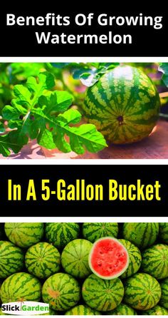 the benefits of growing watermelon in a 5 gallon bucket and how to use it