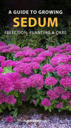 purple flowers with text overlay that reads a guide to growing sedum selection, planting and care