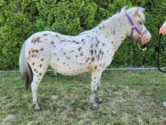 a white and brown horse standing on top of a grass covered field next to a person