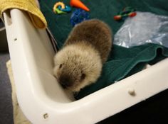 a small animal laying in a white container