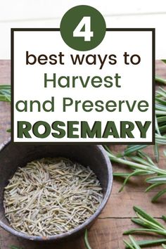 rosemary in a bowl with the words 4 best ways to harvest and preserve rosemary