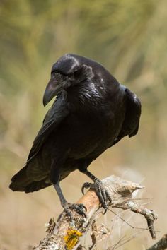 a black bird sitting on top of a tree branch in front of some grass and trees